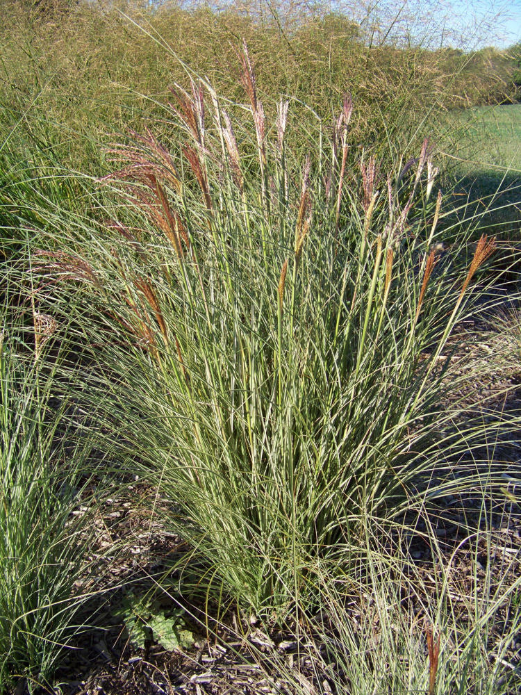 Morning Light Maiden Grass (GRASS - M. S. MORNING LIGHT) - 2 gallon