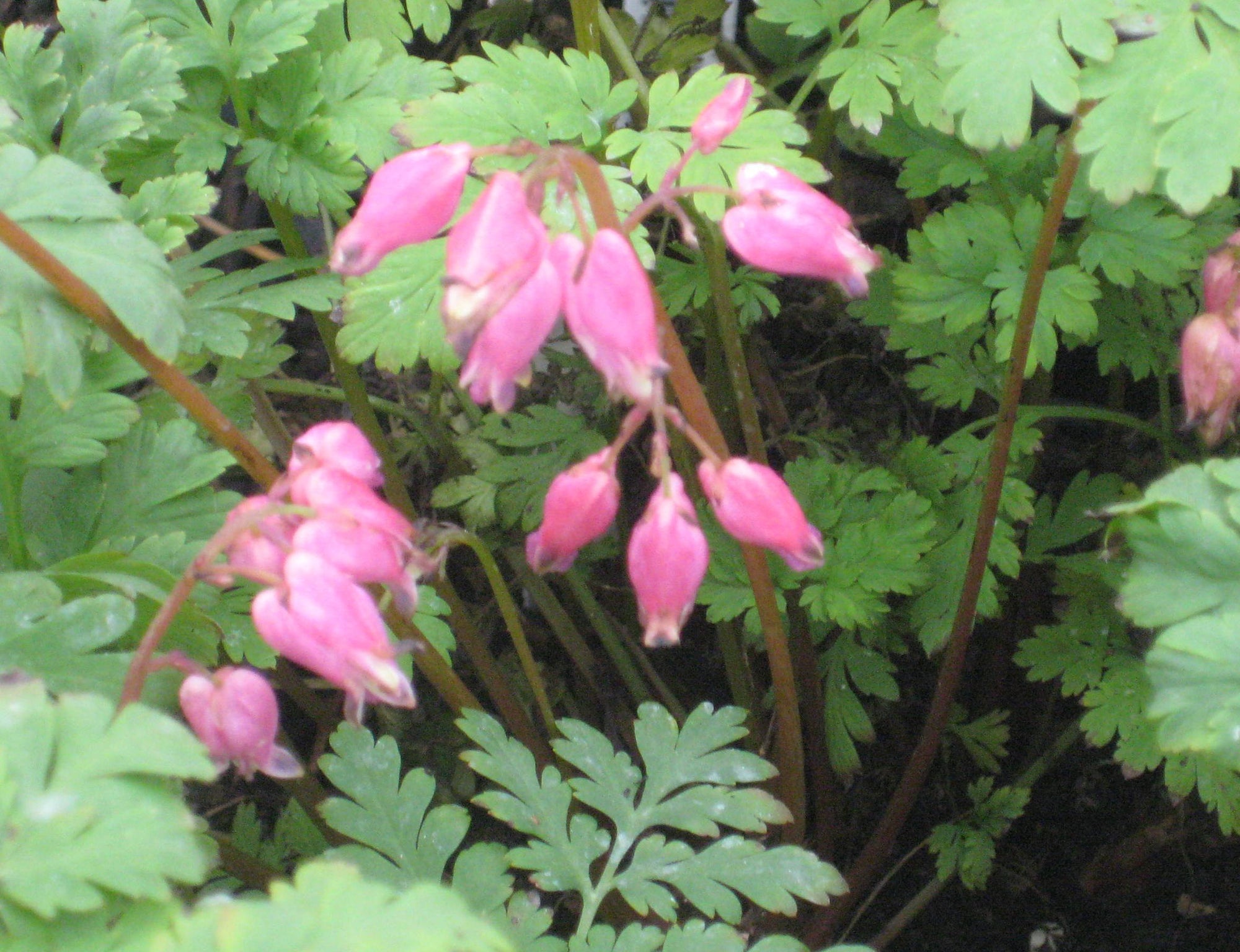 Luxuriant Bleeding Heart (DICENTRA X F. LUXURIANT) - 1 gallon