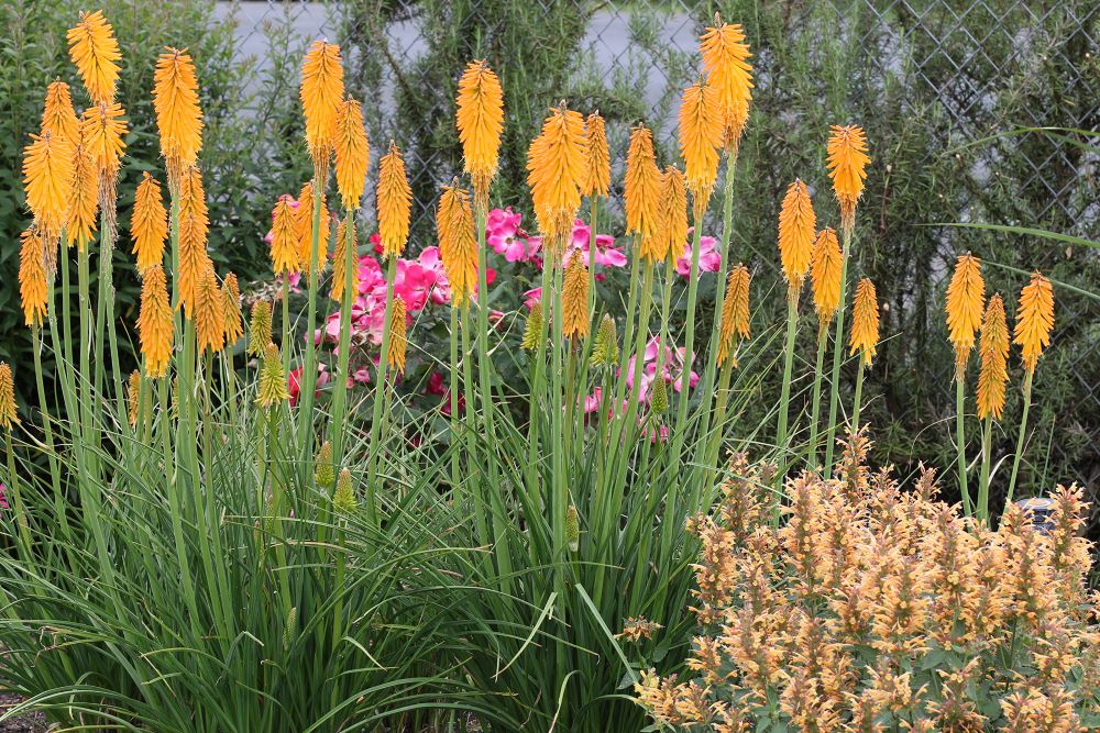 Mango Popsicle Dwarf Poker (KNIPHOFIA MANGO POPSICLE) - 1 gallon
