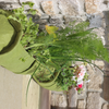 Vigoroot Plant Tube
