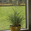 4" Green Bamboo Pot 5 Pack
