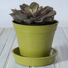 8" Green Bamboo Saucer Single