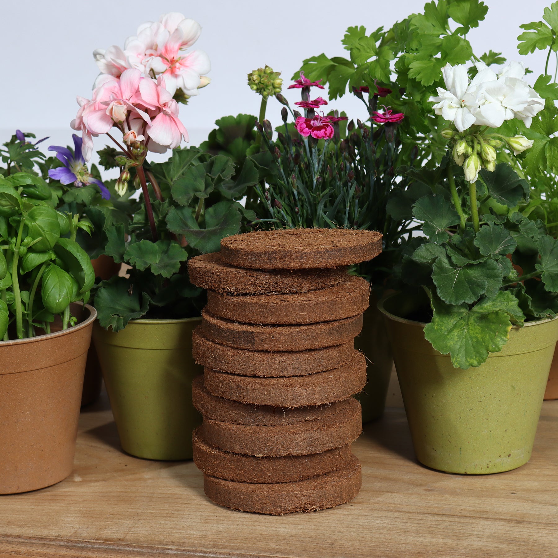 Coir 20g Disc x 10 Pack - Growlite Premium