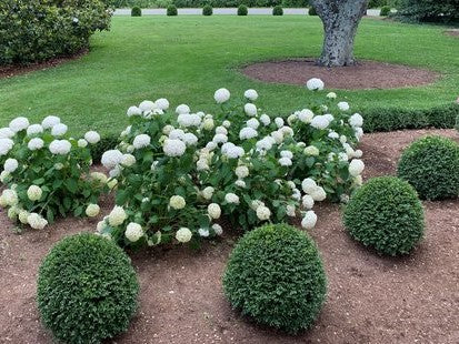 NewGen Independence® Boxwood (BUXUS NEWGEN INDEPENDENCE) - 2 gallon