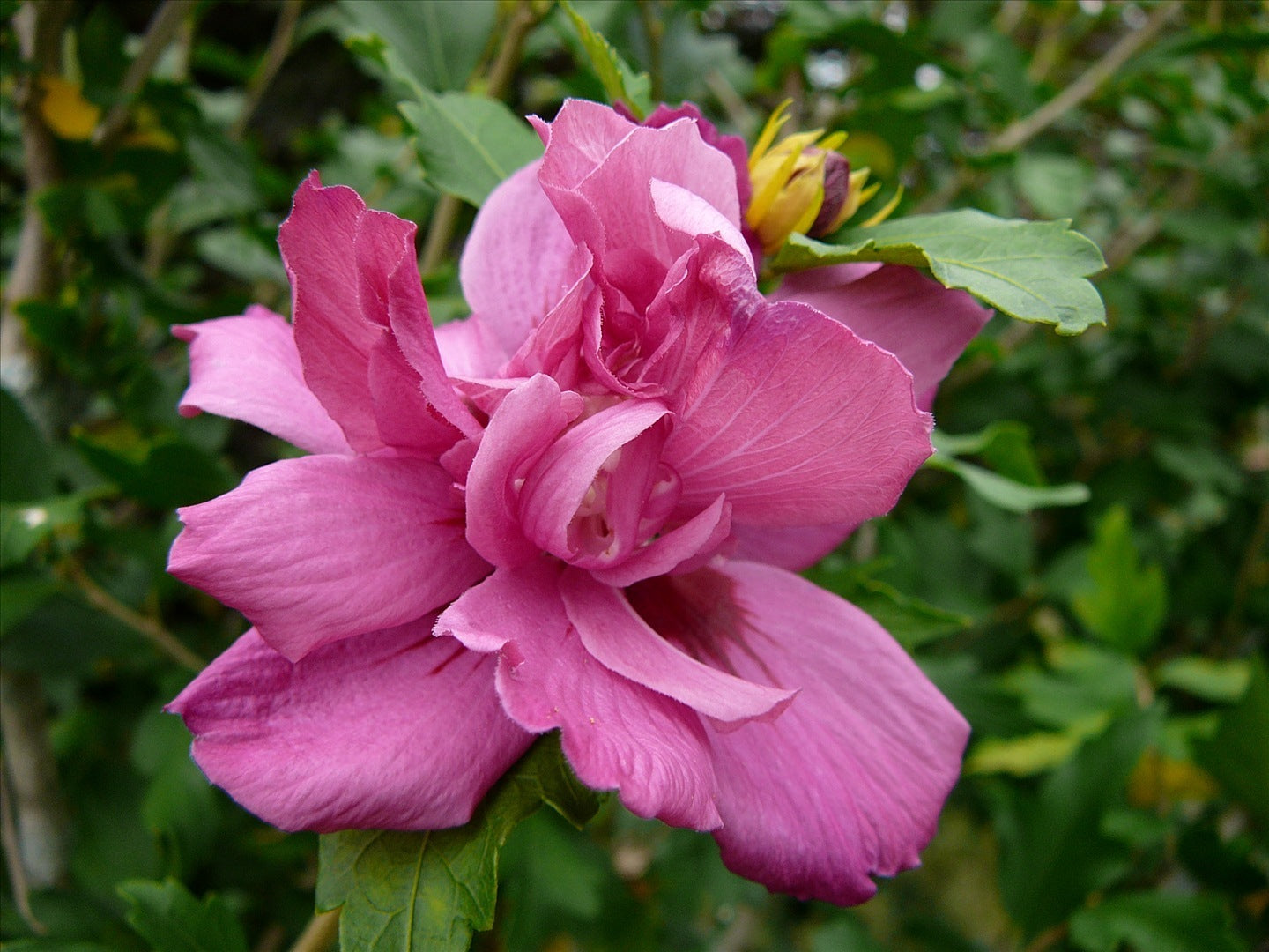 Lucy Rose of Sharon (HIBISCUS S. MIXED COLOR) - 3 gallon 18"
