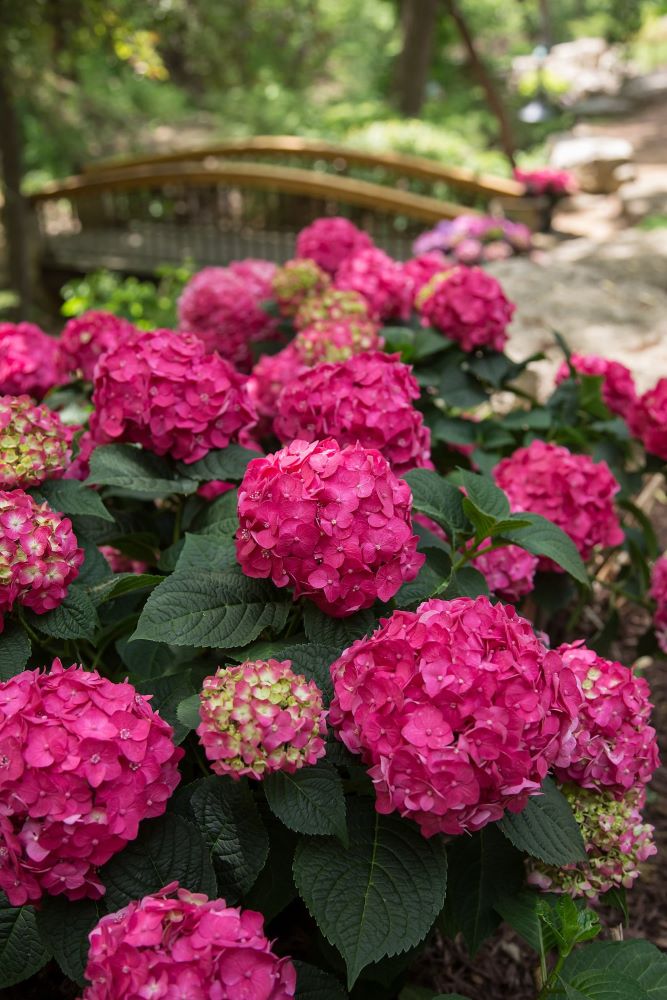 Summer Crush® Reblooming Hydrangea (HYDRANGEA M. SUMMER CRUSH) - 8"