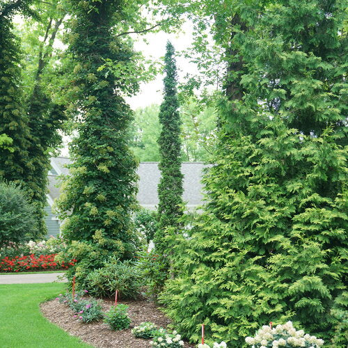 THUJA OCC. STING™ G3 PW