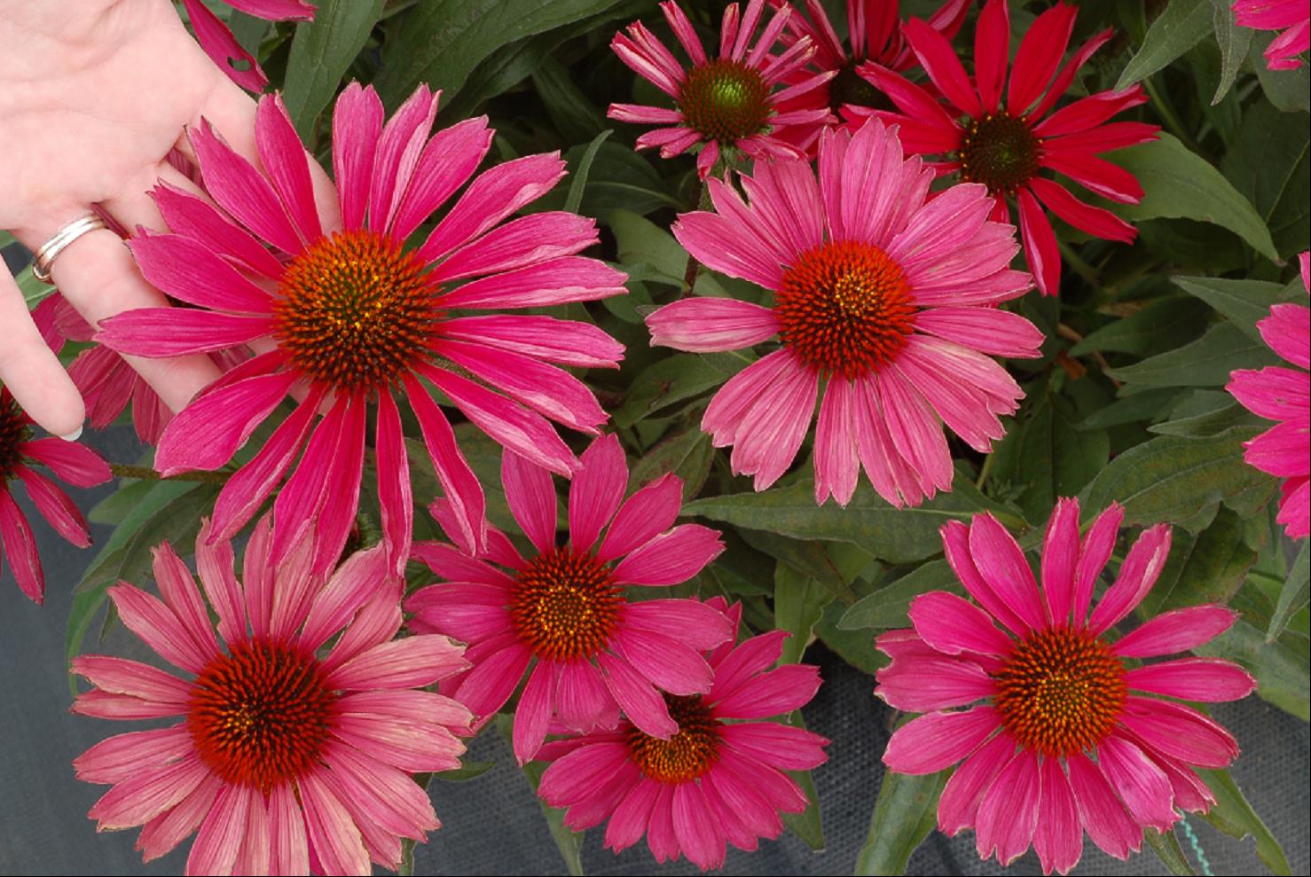 KISMET™ Raspberry Coneflower (ECHINACEA KISMET RASPBERRY) - 3QT