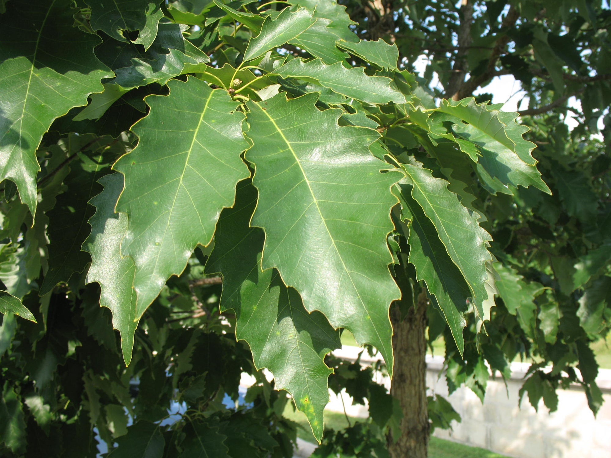 Chinkapin Oak (Quercus muehlenbergii) - 3 gallon 36-60"