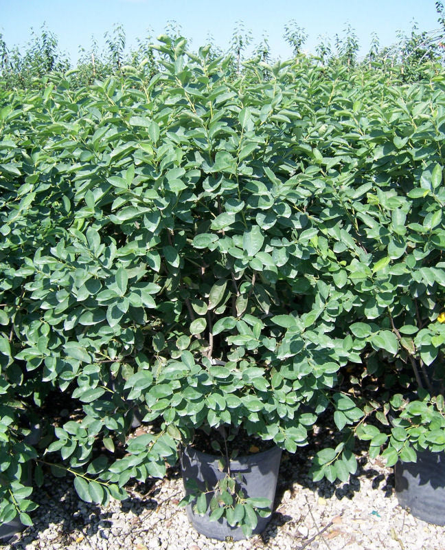 Autumn Brilliance® Serviceberry (Amelanchier x grandiflora 'Autumn Brilliance') - 3 gallon 3-4' TREE