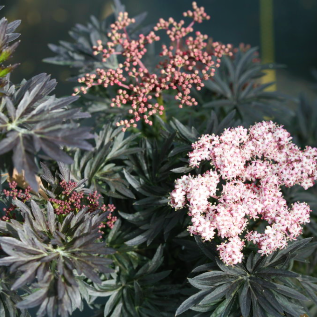 Laced Up® Elderberry (SAMBUCUS N. LACED UP)