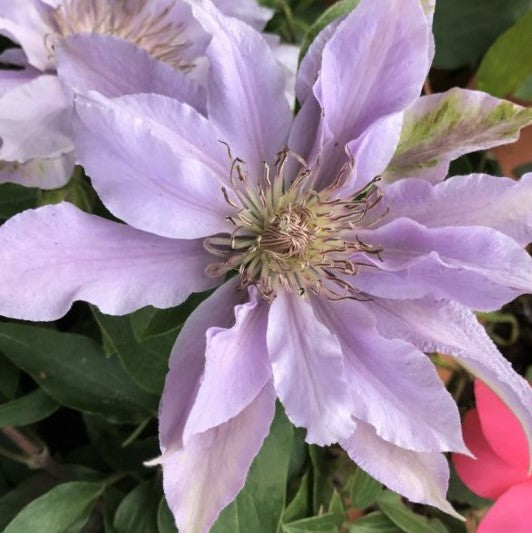 Filigree™ Clematis  (CLEMATIS FILIGREE  TRAILING) - 3QT