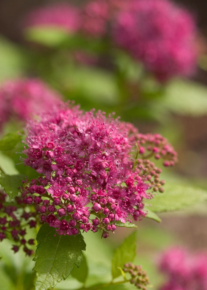 Double Play® Gold Spirea (SPIRAEA JAP. DBL PLAY® GOLD) - 3 gallon 12"