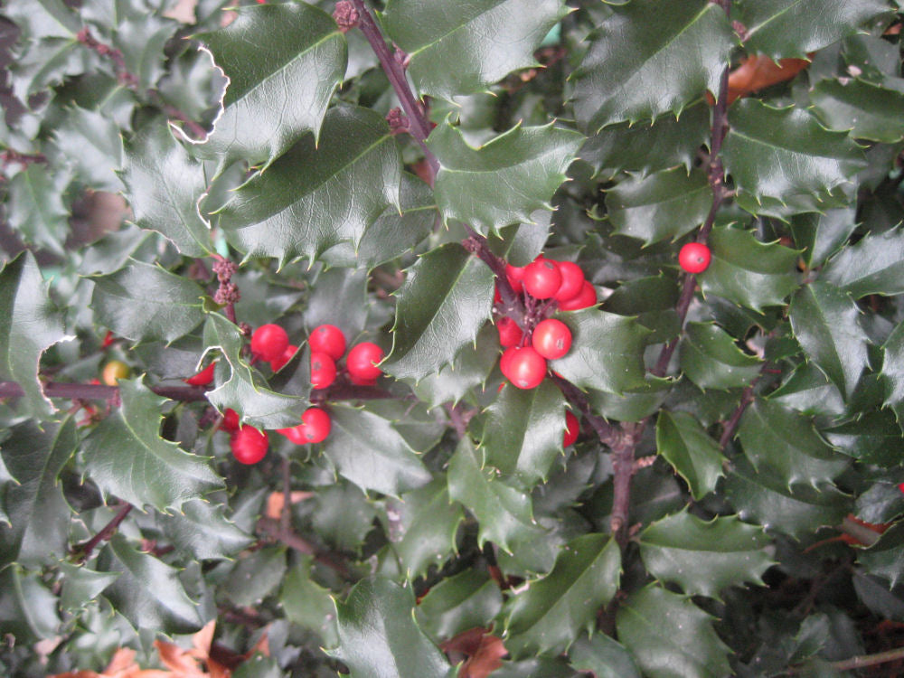 Blue Princess™ Holly (ILEX X MES. BLUE PRINCESS) - 3 gallon 15"