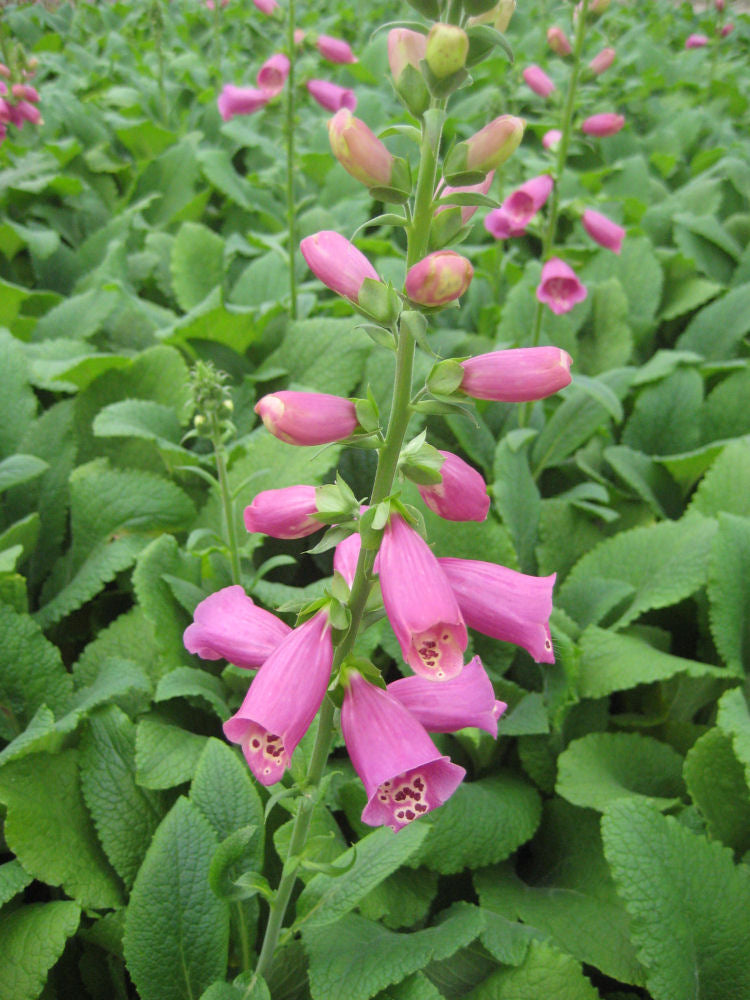 Camelot Rose Foxglove (DIGITALIS P CAMELOT ROSE) - 1 gallon