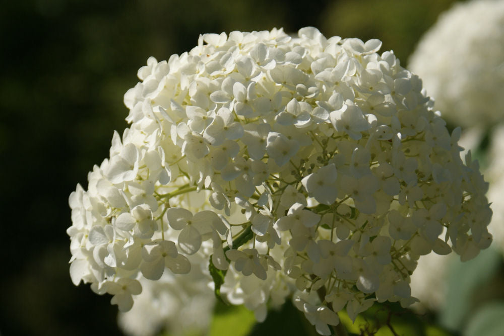 Annabelle Smooth Hydrangea (HYDRANGEA A. ANNABELLE) - 2 gallon