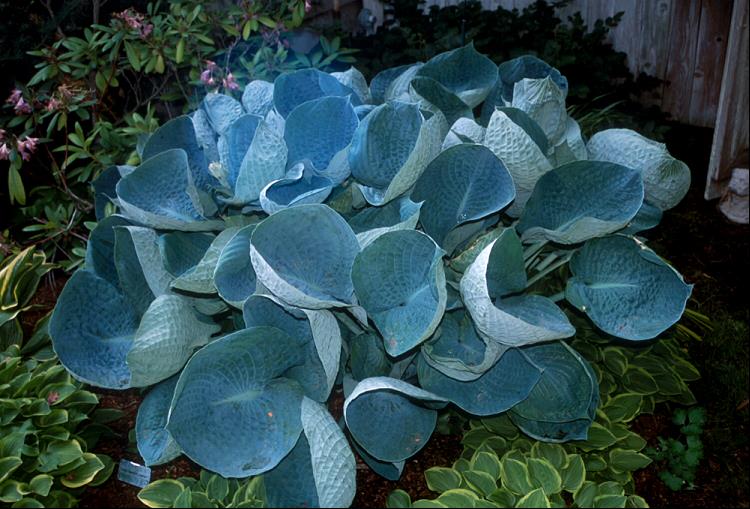 Abiqua Drinking Gourd Hosta (HOSTA ABIQUA DRINKING GOURD) - 1 gallon