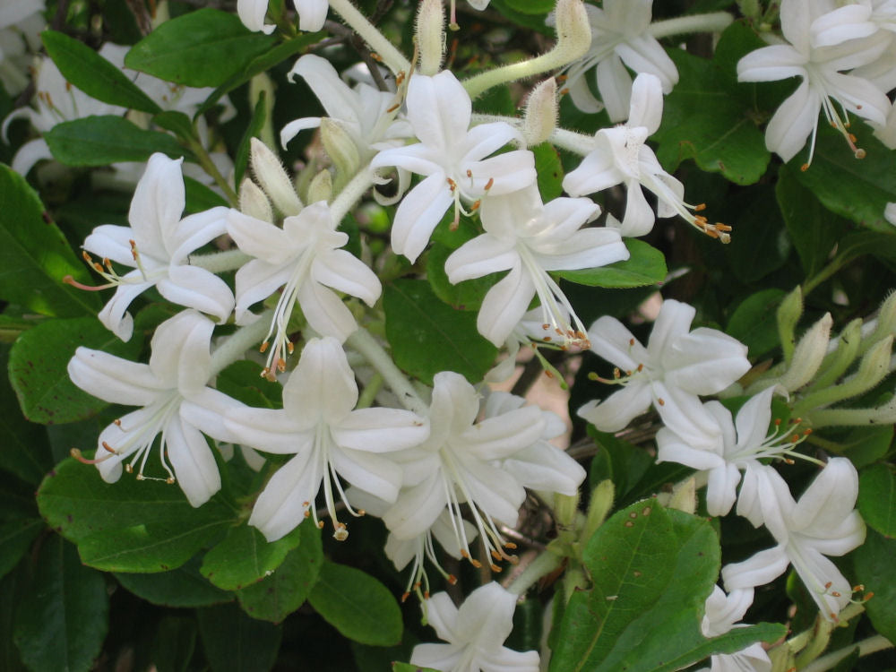 Swamp Azalea (AZALEA VISCOSUM) - 2 gallon 12"