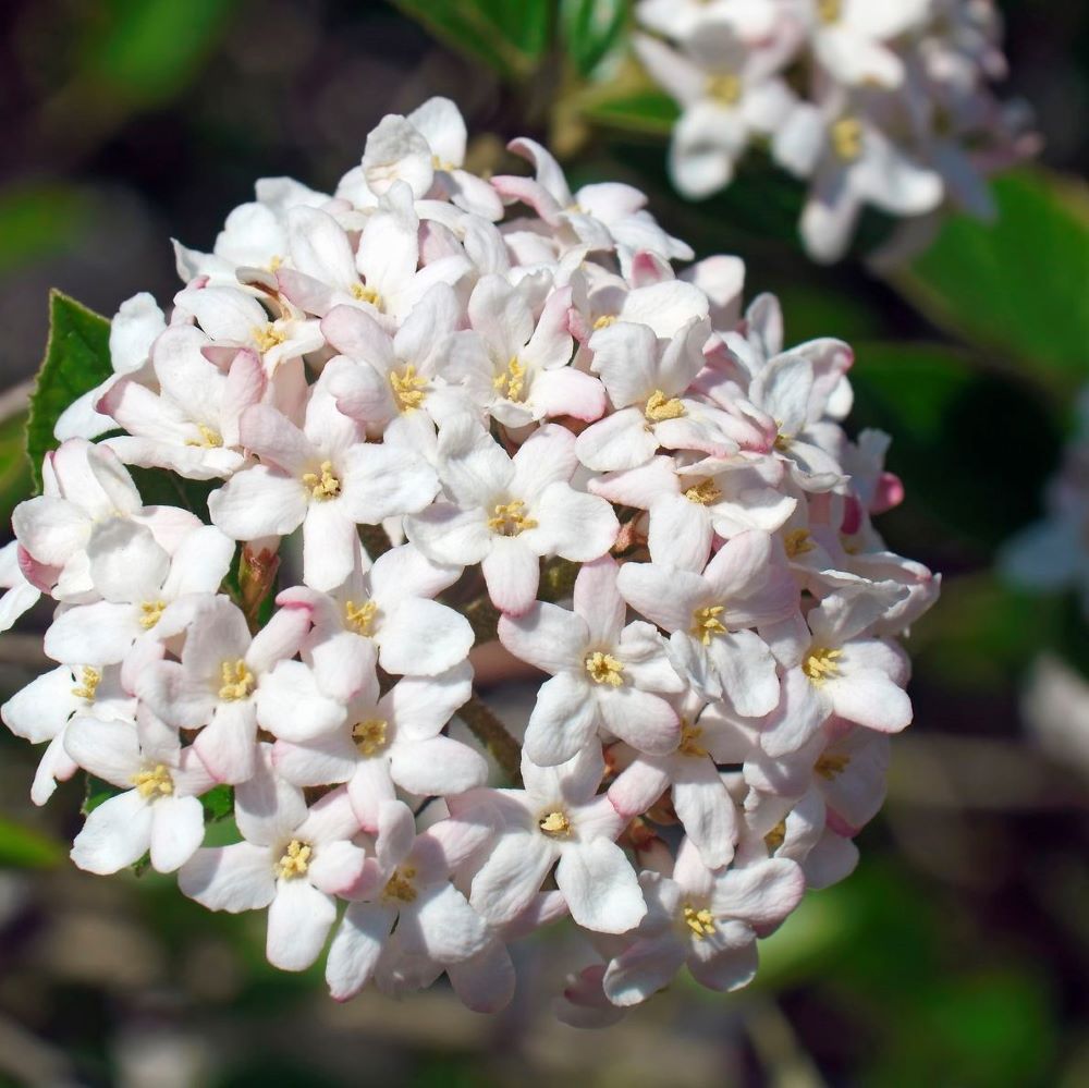 Spice Island® Korean Spice Bush (VIBURNUM CARLESII SPICE ISLAND) - 3 gallon 15"