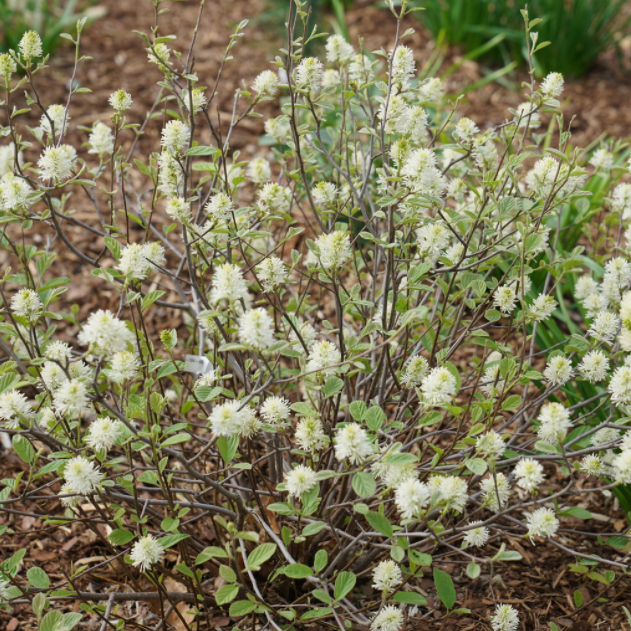 Legend of the Small® Bottlebrush (FOTHERGILLA X.I. LEGEND OF THE SMALL) - 3 gallon 15"