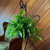 Kangaroo Paw Footed Fern Hanging Basket (Microsorum Diversifolium) - 8 Inch Indoor Houseplant