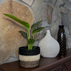 Philodendron Green Congo (Philodendron Tatei 'Congo) - 6 Inch Indoor Houseplant
