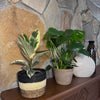 Mystery Foliage 4 Pack - 6 Inch Indoor Houseplants
