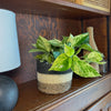 Pothos Marble Queen Hanging Basket (Epipremnum Aureum 'Marble Queen') - 6 Inch Indoor Houseplant