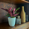Calathea Rattlesnake (Calathea Lancifolia Goeppertia Insignis) - 4 Inch Indoor Houseplant