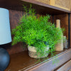 Sprenger's Asparagus Fern (Asparagus Sprengerii) - 6 Inch Indoor Houseplant