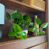 Pothos Jade Hanging Basket (Epipremnum Aureum 'Jade') - 6 Inch Indoor Houseplant