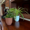 Fern & Foliage Mystery Houseplant 4 Pack - 4 Inch Indoor Houseplants