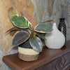Ruby Rubber Plant (Ficus Elastica 'Ruby') - 6 Inch Indoor Houseplant