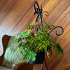 Begonia Geometry Hanging Basket (Begonia Rex-Cultorum 'Geometry') - 8 Inch Indoor Houseplant