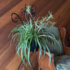 Spider Variegated Hanging Basket (Chlorophytum Comosum 'Vittatum') - 8 Inch Indoor Houseplant