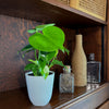 Monstera Deliciosa - 4 Inch Indoor Houseplant