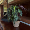 Alocasia Polly (Alocasia x Amazonica 'Polly') - 6 Inch Indoor Houseplant