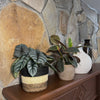 Mystery Foliage 2 Pack - 6 Inch Indoor Houseplants
