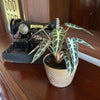 Alocasia Bambino (Alocasia Amazonica 'Bambino') - 6 Inch Indoor Houseplant