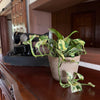 Pothos N'Joy Hanging Basket (Epipremnum Aureum 'N'Joy') - 6 Inch Indoor Houseplant