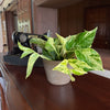 Pothos Marble Queen Hanging Basket (Epipremnum Aureum 'Marble Queen') - 6 Inch Indoor Houseplant