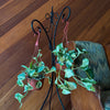 Mystery Pothos 4 Pack - 6 Inch Indoor Houseplants