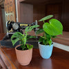 Mystery Foliage 2 Pack - 4 Inch Indoor Houseplants