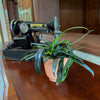 Blue Oil Fern (Microsorum Thailandicum) - 4 Inch Indoor Houseplant