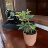 Peperomia Stilt (Peperomia Puteolata) - 4 Inch Indoor Houseplant