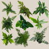 Mystery Ferns 4 Pack - 4 Inch Indoor Houseplants