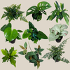 Fern & Foliage Mystery Houseplant 2 Pack - 4 Inch Indoor Houseplants