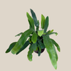 Blue Star Footed Fern (Phlebodium Aureum 'Blue Star') - 4 Inch Indoor Houseplant