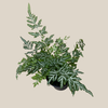 Silver Lace Fern (Pteris Ensiformis 'Evergemiensis') - 4 Inch Indoor Houseplant