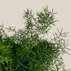 Sprenger's Asparagus Fern (Asparagus Sprengerii) - 6 Inch Indoor Houseplant